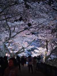 【長野・桜】日本三大桜名所はライトアップもレベチだった🤩見な損スポット🌸※アクセス情報付