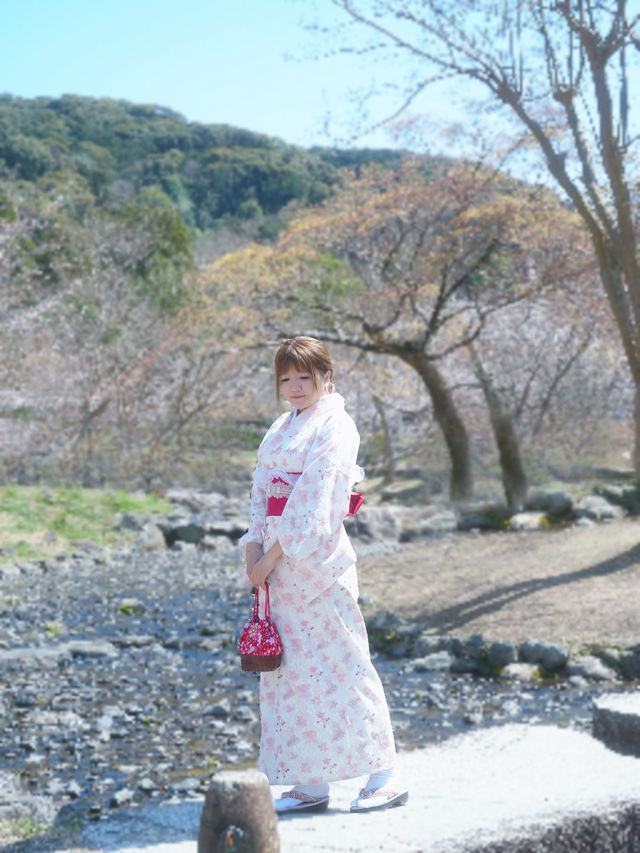 🇯🇵日本八阪神社🌸2024櫻花盛開😍🩷人像篇