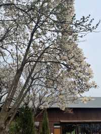 서울 근교 데이트코스로 딱! 봄의 정원🌸🌹🌿 더 포레
