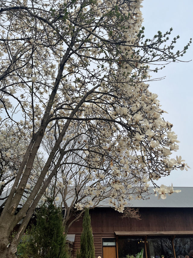 서울 근교 데이트코스로 딱! 봄의 정원🌸🌹🌿 더 포레