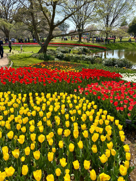 立川】昭和記念公園の桜とチューリップは、絶対に見てほしい | Trip