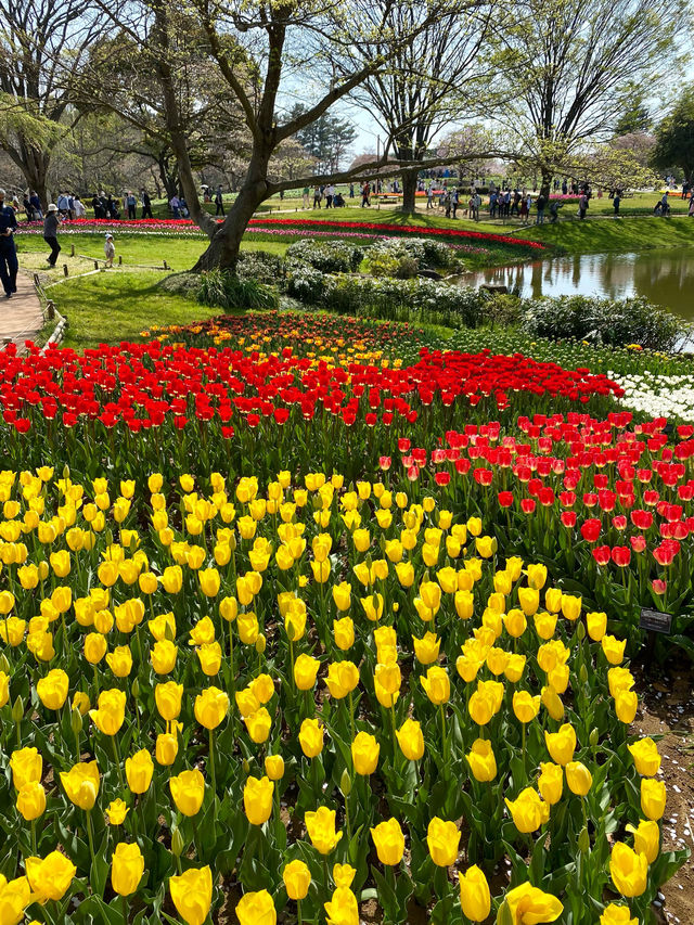 【立川】昭和記念公園の桜とチューリップは、絶対に見てほしい