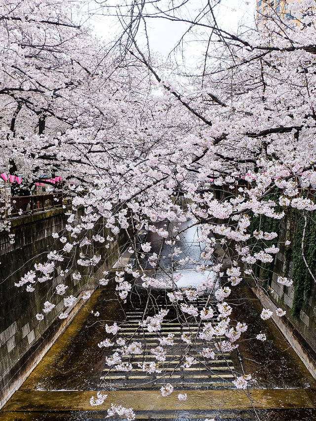 🌸 Sakura Splendor: Meguro River Magic 🌸