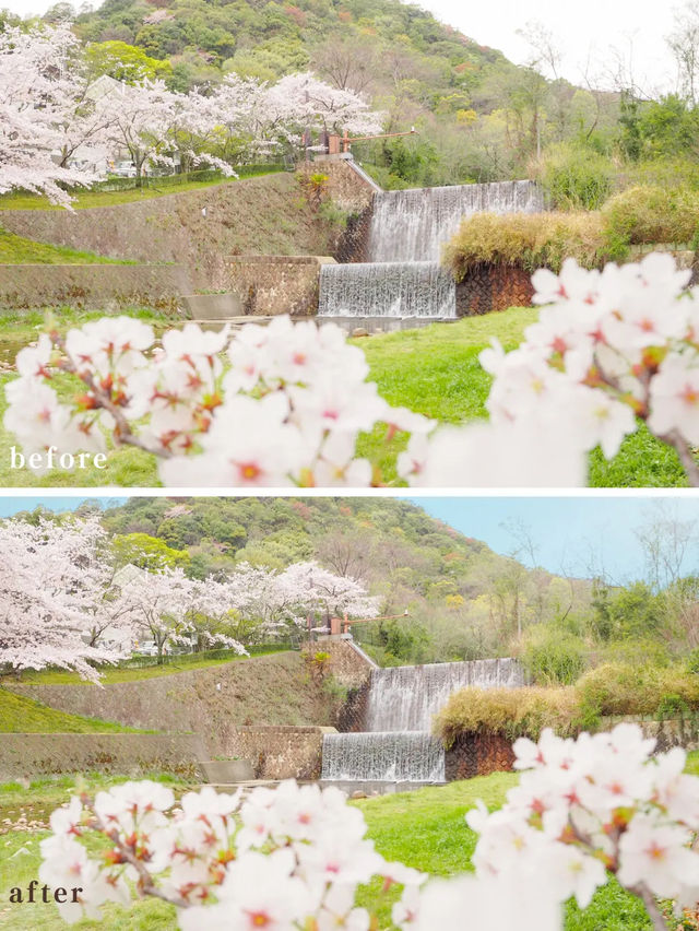 【兵庫・芦屋】曇り空でも映える桜にする方法