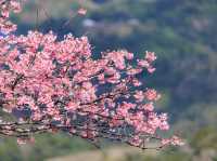 🌸【沖繩】八重岳櫻之森公園：櫻花盛開，春天必去景點