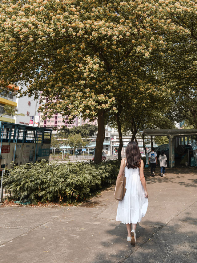 香港樹頭菜花盛開了！大角咀行人天橋 拍照效果超好！🌈