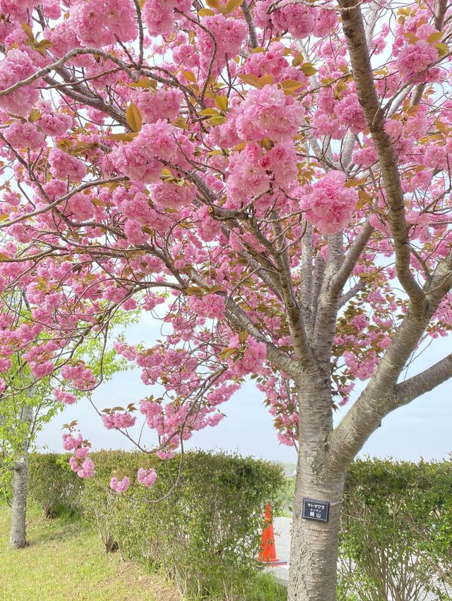 【2024年桜】まだ間に合う遅咲きの八重桜 【2024年桜】まだ間に合う遅咲きの八重桜