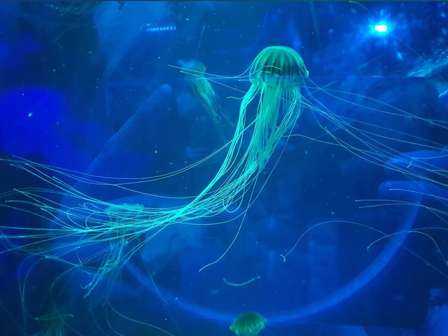 My Journey🤩into the Blue Sea Life💙🐟 in UK🇬🇧