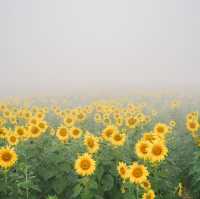 ทุ่งทานตะวันกว่า 100 ไร่สวนดอกไม้ที่ไทยก็สวยนะ