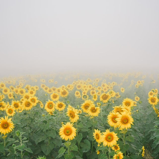 ทุ่งทานตะวันกว่า 100 ไร่สวนดอกไม้ที่ไทยก็สวยนะ