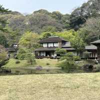 橫浜賞櫻名園