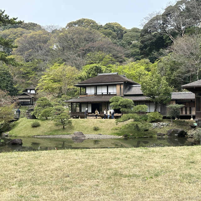 橫浜賞櫻名園