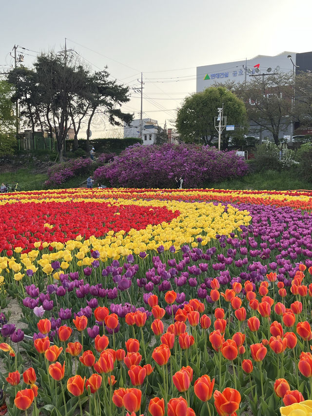 막 찍어도 인생샷 가능한 청주 무심천 튤립축제🌷