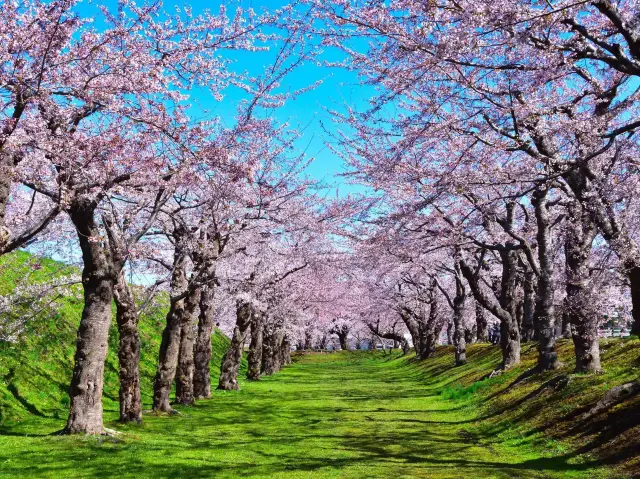 Goryokaku Park Cherry Blossoms