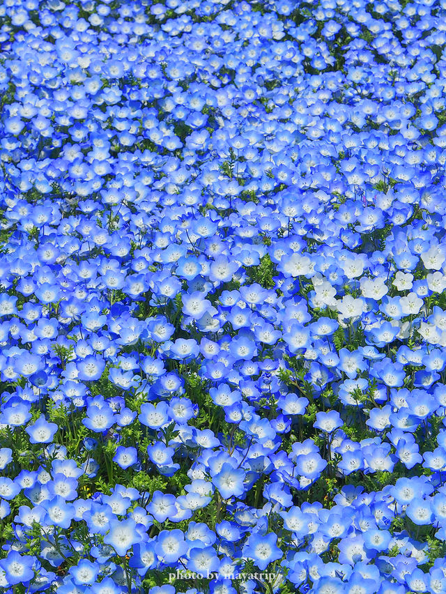 【茨城】空と一体化の青い一面はやっぱりここがいい