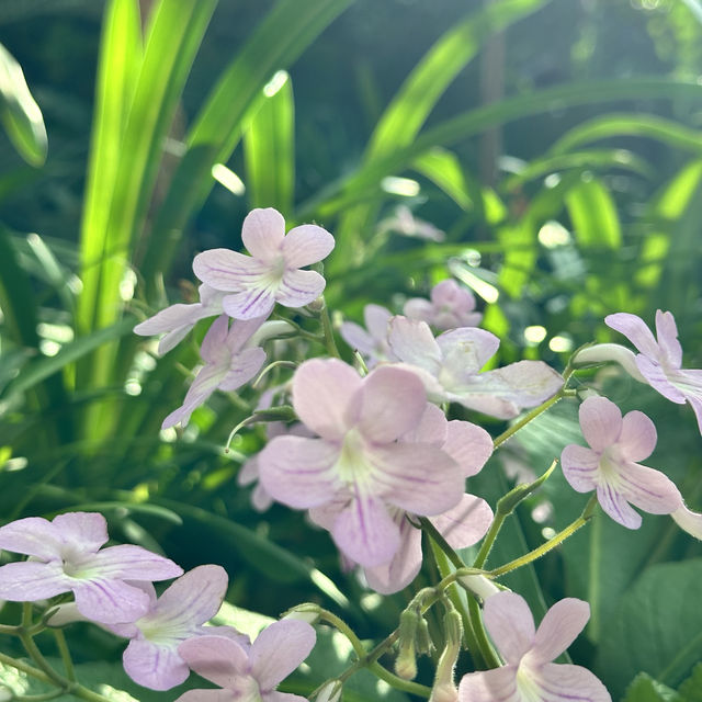 景點-新加坡🇸🇬三大植物園［濱海灣花園雲霧林、花穹、胡姬花園］