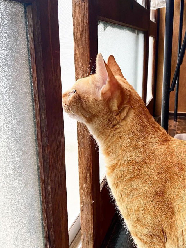 【福岡カフェ】猫がいるかわいい小さな森の中のカフェ