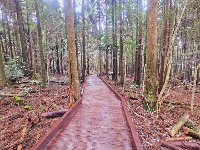 Calming at Seogwipo Forest of Healing