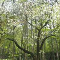 八丈植物公園：自然之美、科學教育和遊樂體驗於一體的綠色寶庫