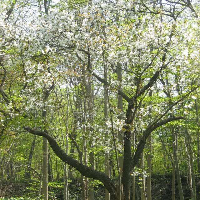 八丈植物公園：自然之美、科學教育和遊樂體驗於一體的綠色寶庫