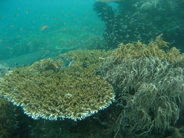 Sipadan, Diver’s Paradise