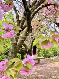 💗🌸창원 겹벚꽃 명소 창원에서 젤 이쁜 곳🌸💗