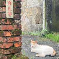Houtong Cat Village หมู่บ้านแมวสุดน่ารัก