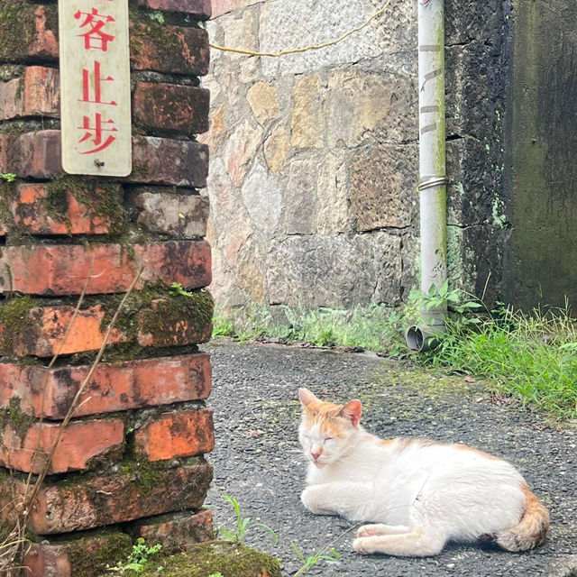 Houtong Cat Village หมู่บ้านแมวสุดน่ารัก