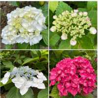 【福岡観光】敷地内には7000株の紫陽花が咲いてるよ