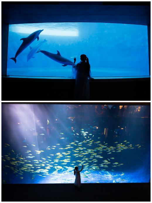 SNSで人気のあの水槽🐠🫧『四国水族館』 | Trip.com 宇多津町