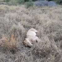 Watching lions @ Kruger