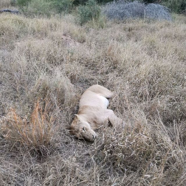 Watching lions @ Kruger