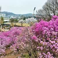 Blooming Azalea Festival in Bucheon