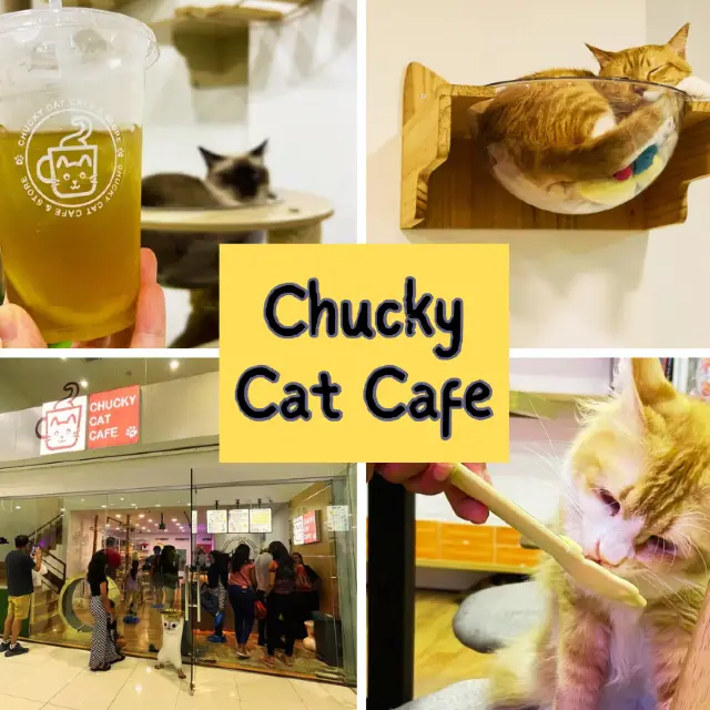 Feline Fun for the Whole Family: Chucky Cat Cafe Delights!