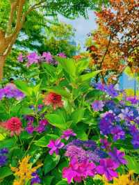 【東京】カラフルな紫陽花がかわいい🤍おすすめ紫陽花スポット💜