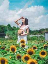 自小好喜歡太陽花🌻太陽花俾人嘅感覺喺好開朗好陽光  太陽花（向日葵）的花語是信念、光輝、高傲、忠誠、愛慕、勇敢地去追求自己想要的幸福、沉默的愛！  好有意思🥰  雖然我未收過太陽花🌻 但我送過俾