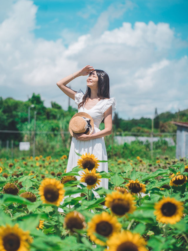 自小好喜歡太陽花🌻太陽花俾人嘅感覺喺好開朗好陽光  太陽花（向日葵）的花語是信念、光輝、高傲、忠誠、愛慕、勇敢地去追求自己想要的幸福、沉默的愛！  好有意思🥰  雖然我未收過太陽花🌻 但我送過俾