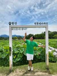여름꽃 대표주자 연꽃은 여기서 봐요