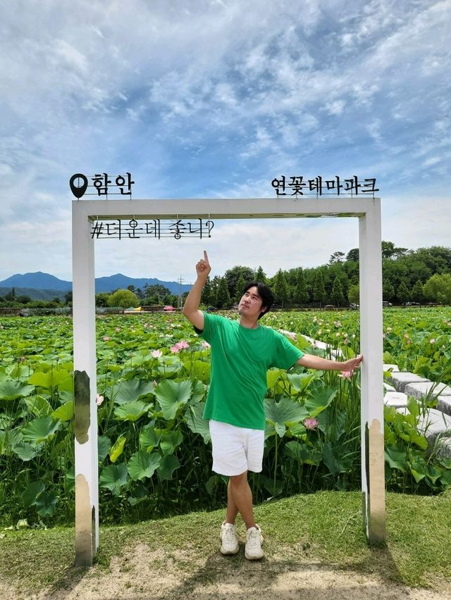 여름꽃 대표주자 연꽃은 여기서 봐요