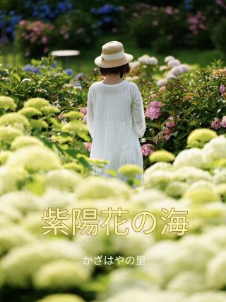 간사이 최대급 수국화 ☺️💠 77000주 수국꽃 바다 💠☺️