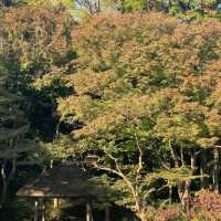 東京市中心綠洲