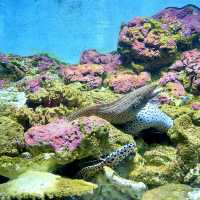 鹿兒島水族館-九州最大規模水族館，必看鯨鯊、水母與魔鬼魚