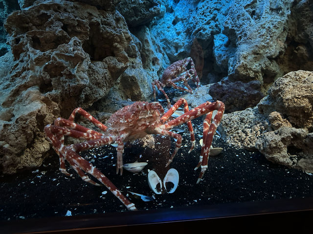 芝加哥必到的海洋博物館：湖濱大道謝德水族館‼️海洋魅力，保護海洋環境」