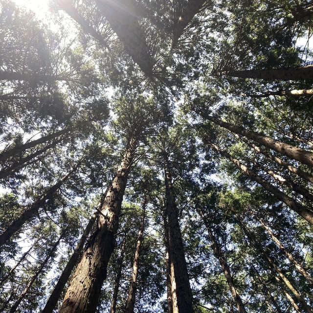 ツツジの綺麗なお勧め登山先