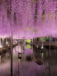 〜愛知県〜藤のシャワーが絶景すぎる公園✨