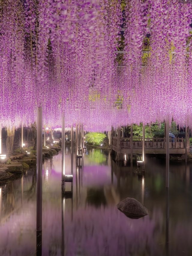〜愛知県〜藤のシャワーが絶景すぎる公園✨