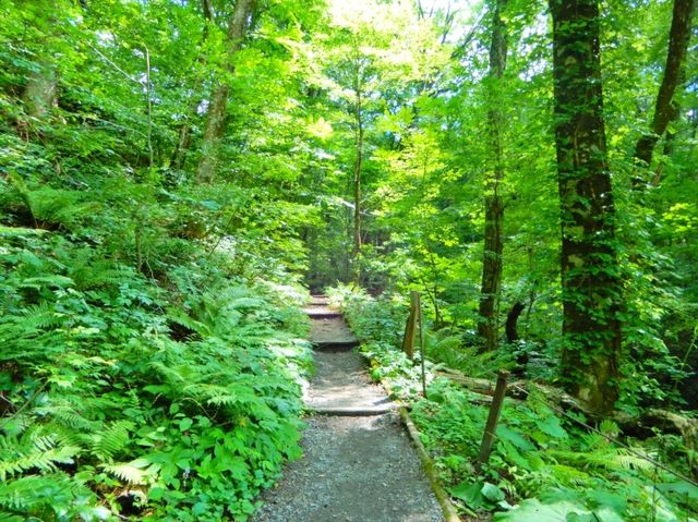 ここは十二湖の滝壺の池…✨十二湖は青池だけではない！