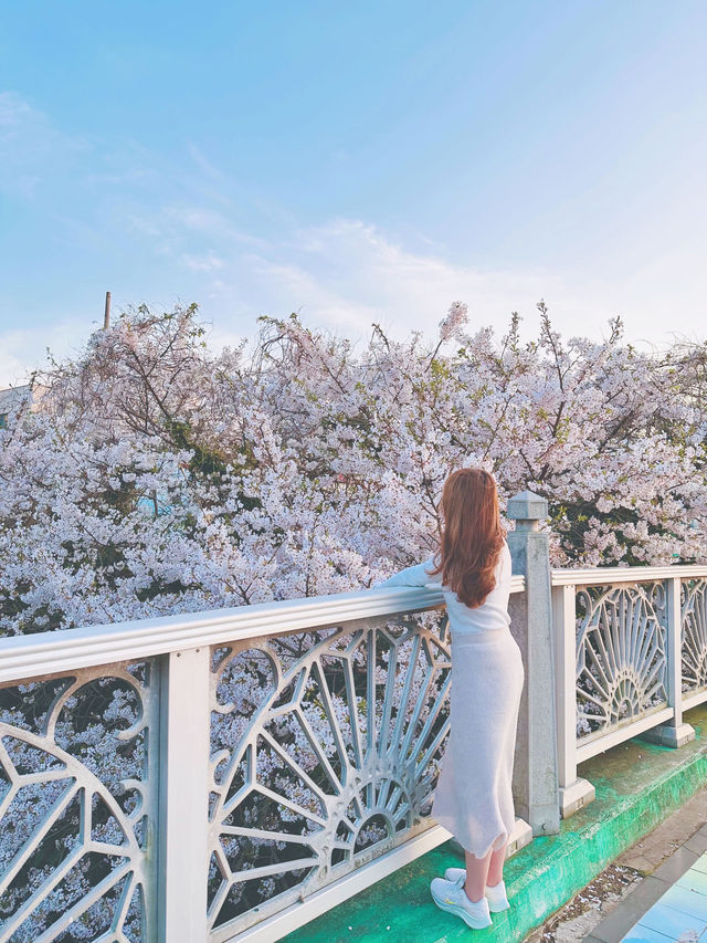 🇰🇷濟州島賞櫻+看日落同時滿足的地方🌸🌅