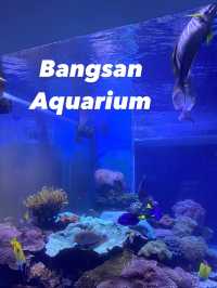 🐠Bangsaen Aquarium ดูปลาที่บางแสน✨