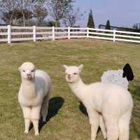 「平川動物公園」親近可愛動物，愉快親子時光！
